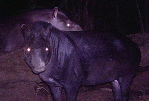A night-time image from a camera trap of the new tapir (from Cozzuol et al., 2013)
