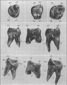 Image of the Hesperopithecus tooth (middle column) compared to two equally worn chimpanzee teeth (left and right columns).