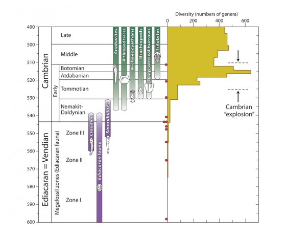 The details of the Cambrian diversification event, showing how different groups appear in different stages of the Precambrian and Cambrian. Meyer completely ignores the existence of the first two stages of the Cambrian, falsely giving the impression that it is abrupt and rapid.