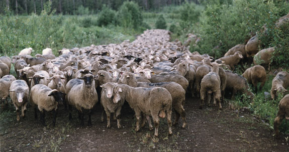 Sheep Photograph by Daniel Loxton