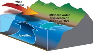 Upwelling occurs when a strong coast-parallel wind forces the shallow waters offshore (due to Coriolis forces), causing deep waters to rise to replace the shallow water