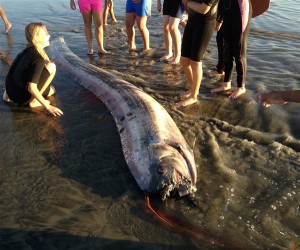 The 14-foot oarfish found on the beach near Oceanside on Oct. 18, 2013
