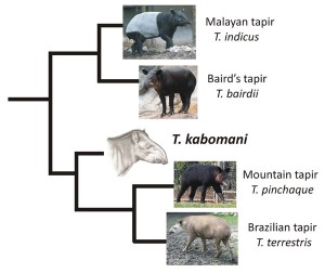 The evolutionary relationships of the five living species of tapir