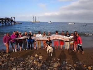 The 18-foot oarfish that was stranded on the beaches of Catalina Island on Oct. 13, 2013.